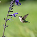colibri à gorge rubis / ruby-throated hummingbird