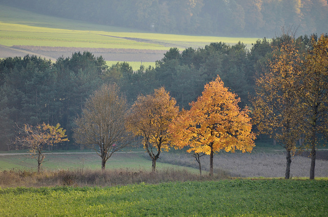 Goldener Oktober