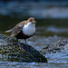 White-throated Dipper -- Cincle plongeur