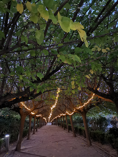 Luces en el parque