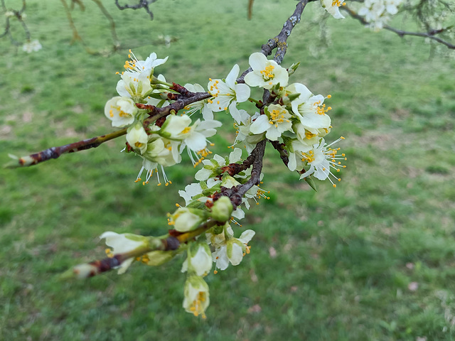 Zwetschgenblüte