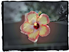 Hibiscus