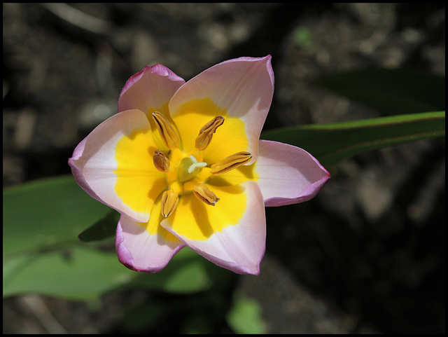 Tulipa bakeri Lilac Wonder (2)