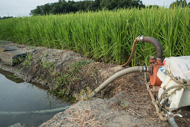 Rice plant in mid August