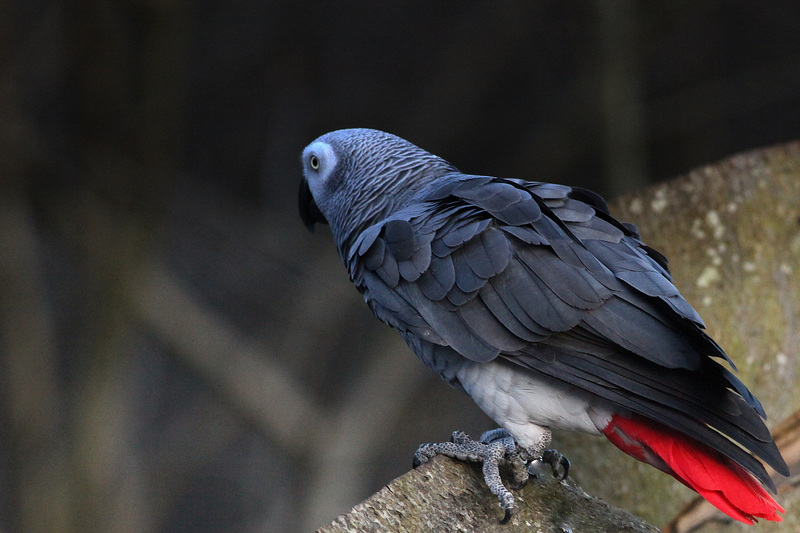 Gris du Gabon