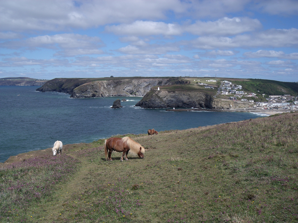 Shetland Ponies