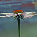 Profile of a Coneflower