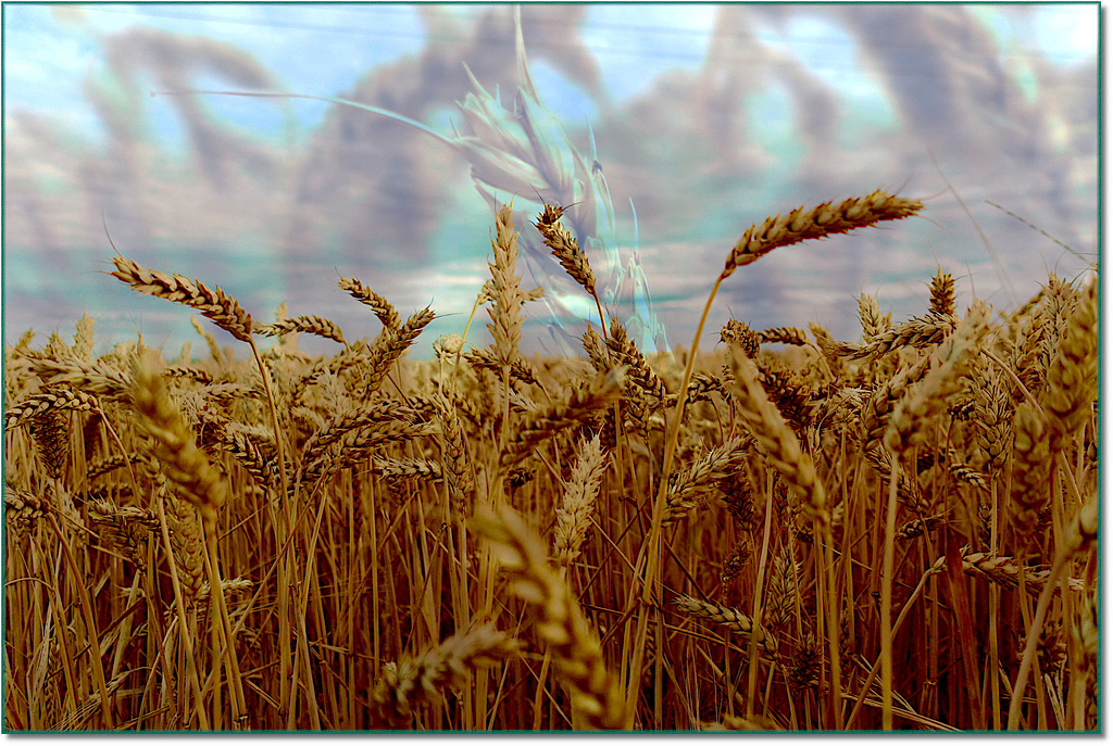 Requiem pour nos blés / Requiem for our wheat