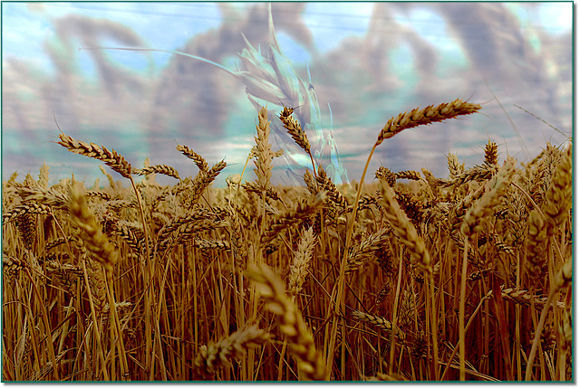 Requiem pour nos blés / Requiem for our wheat