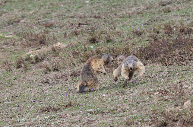 marmottes enjouées  06 2018