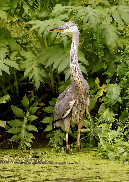 Heron au marais