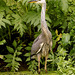 Heron au marais