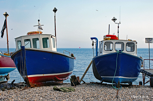 Mackerel Fishing ?