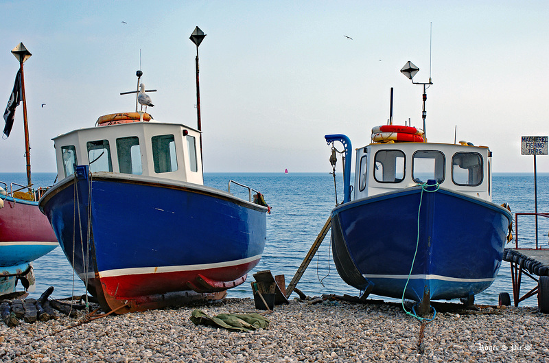 Mackerel Fishing ?