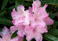 Rhododendren-Blüte