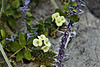 Euphorbia milii var. imperate – Desert House, Princess of Wales Conservatory, Kew Gardens, Richmond upon Thames, London, England