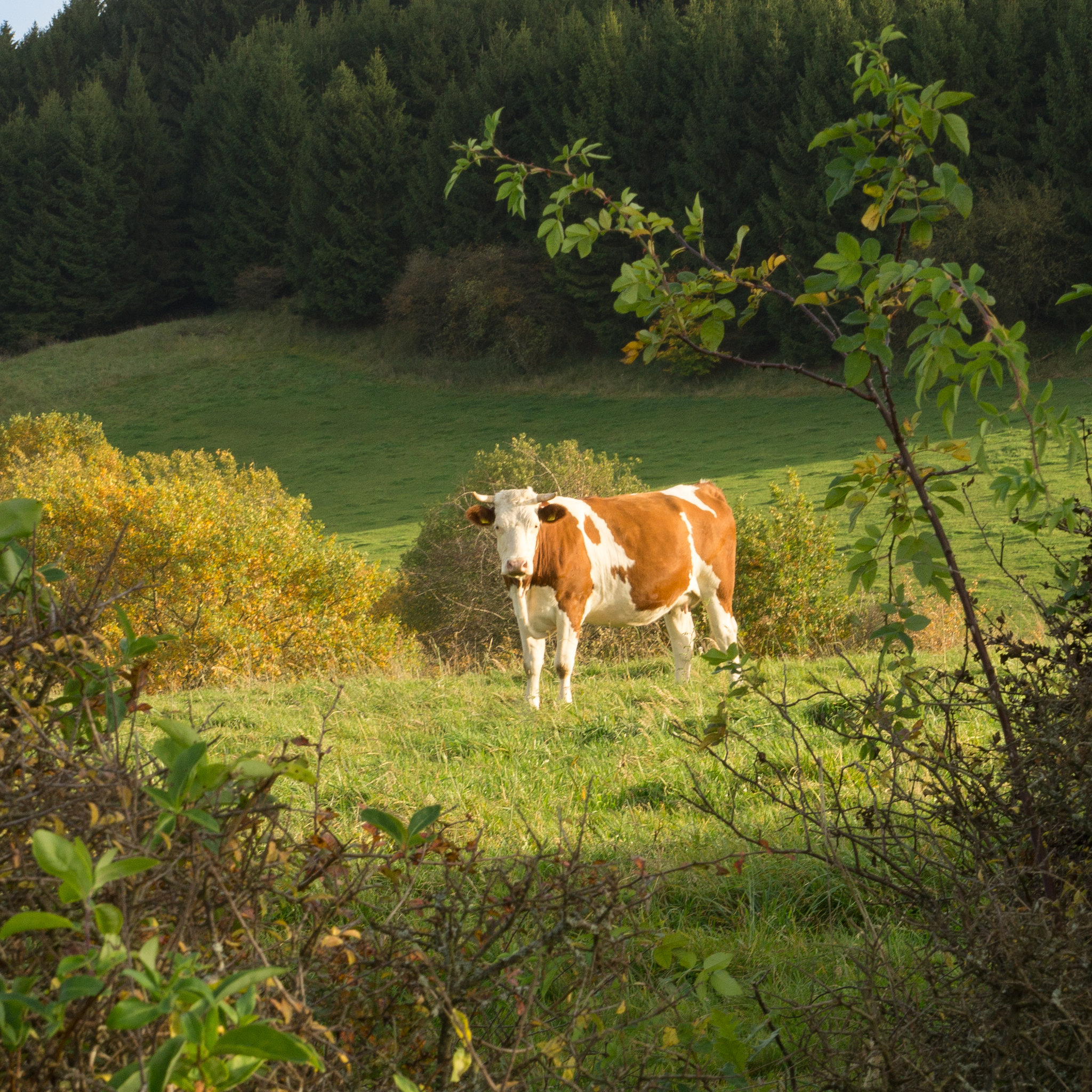 Kuhweide am Döhmberg