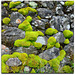 Moss and lichen on an old stone wall