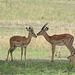 Tarangire, Young Impalas