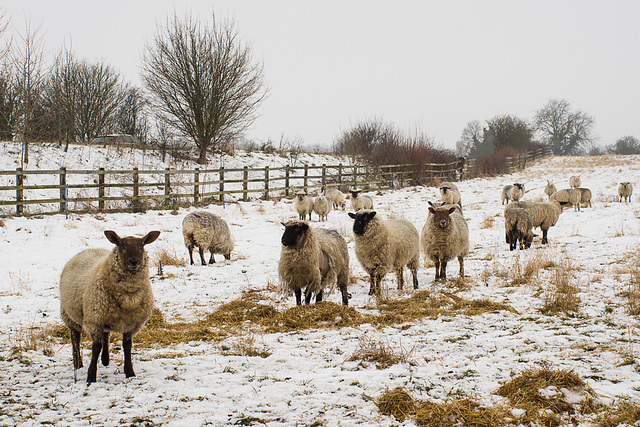 Snowy sheep