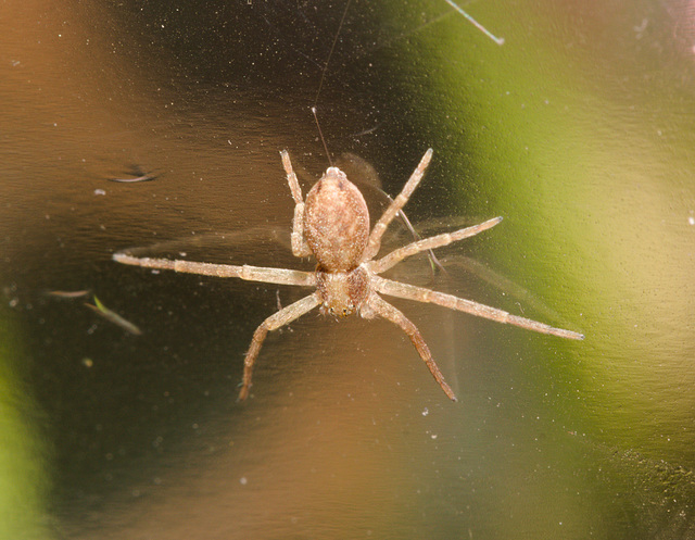 SpiderIMG 3988