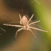 SpiderIMG 3988