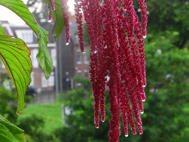 After noon Rain