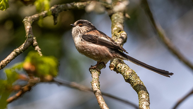 Long tailed tit