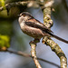 Long tailed tit