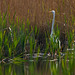 Great white egret