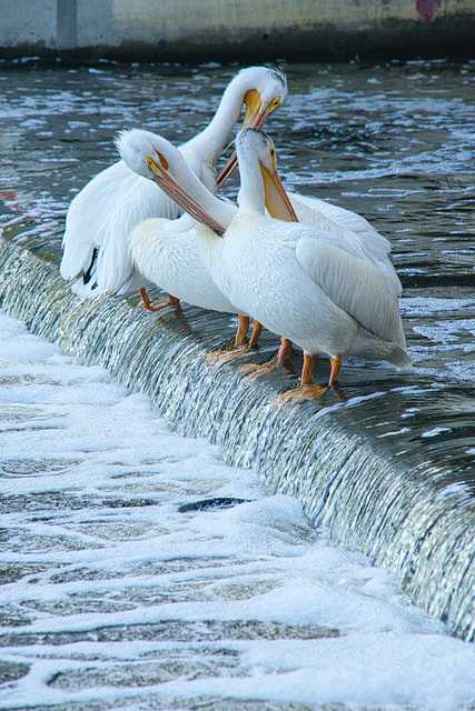 pelican grooming time