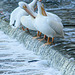 pelican grooming time