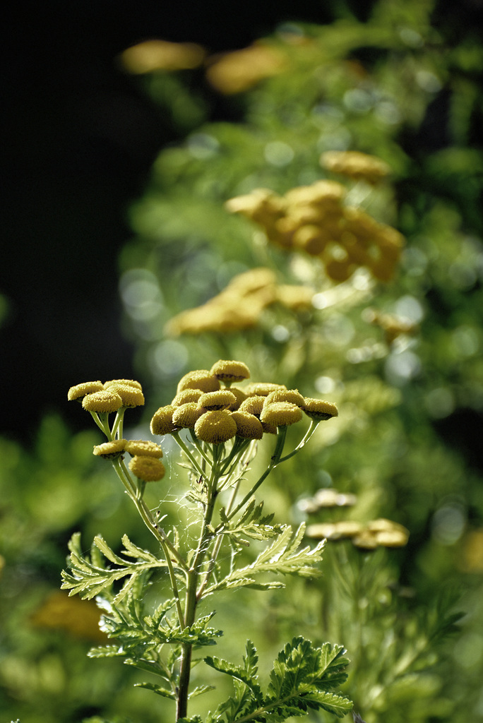 20230814_benneckenstein morgens