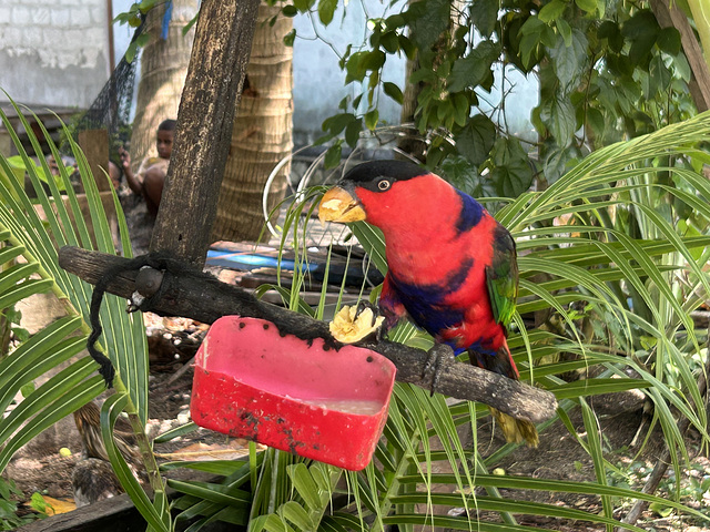 Red parrot.