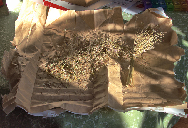 Seeds? No seeds.