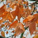Dernières feuilles d'automne