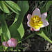 Tulipa bakeri Lilac Wonder (3)