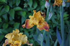 Iris  (2)