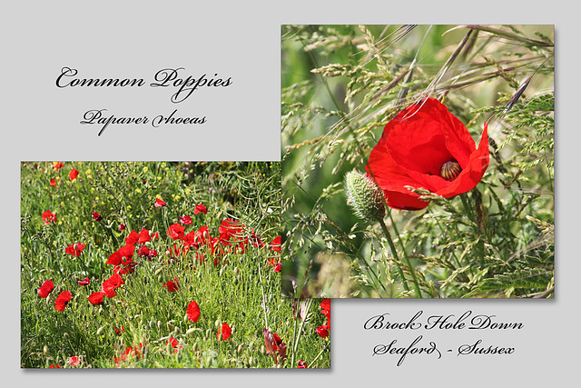 Common Poppies on Brock Hole Down, Seaford, Sussex - 11.6.2015