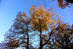 Tree Tops