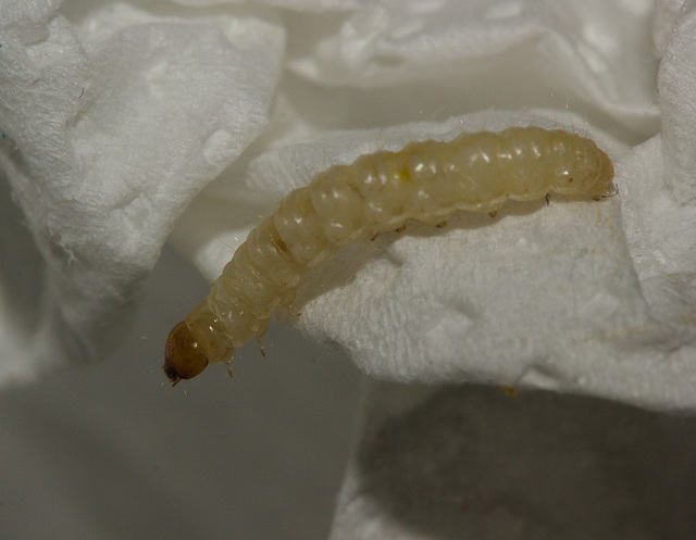 CaterpillarIMG 3985