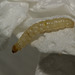 CaterpillarIMG 3985