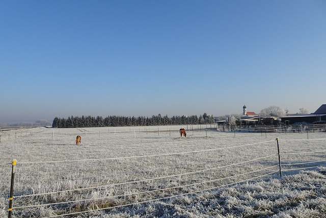 Horses Feeding on Frost. (HFF!)