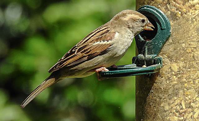 20200525 7695CPw [D~LIP] Haussperling (Passer domesticus) [w], Bad Salzuflen