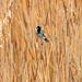 Reed bunting