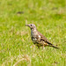 Mistle thrush