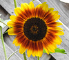 20220911 1711CPw [D~LIP] Sonnenblume (Helianthus annuus), Bad Salzuflen