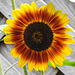 20220911 1711CPw [D~LIP] Sonnenblume (Helianthus annuus), Bad Salzuflen
