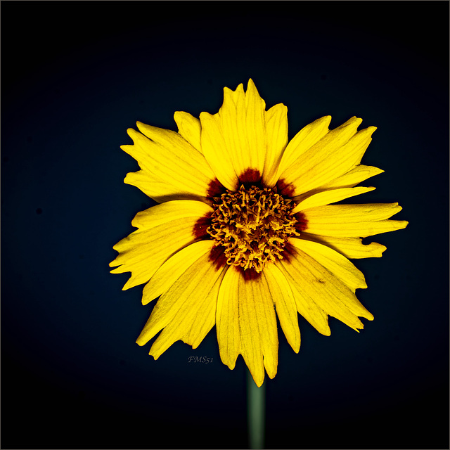 Coreopsis