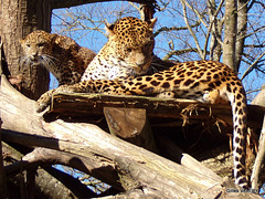 Zoo de Cerza  Parc animalier Normandie (la Panthere)